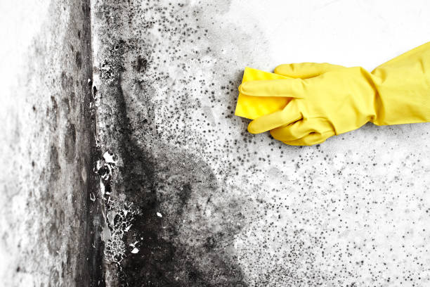 Mold Odor Removal Services in Mont Alto, PA